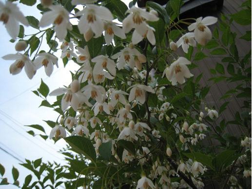 エゴノキの花