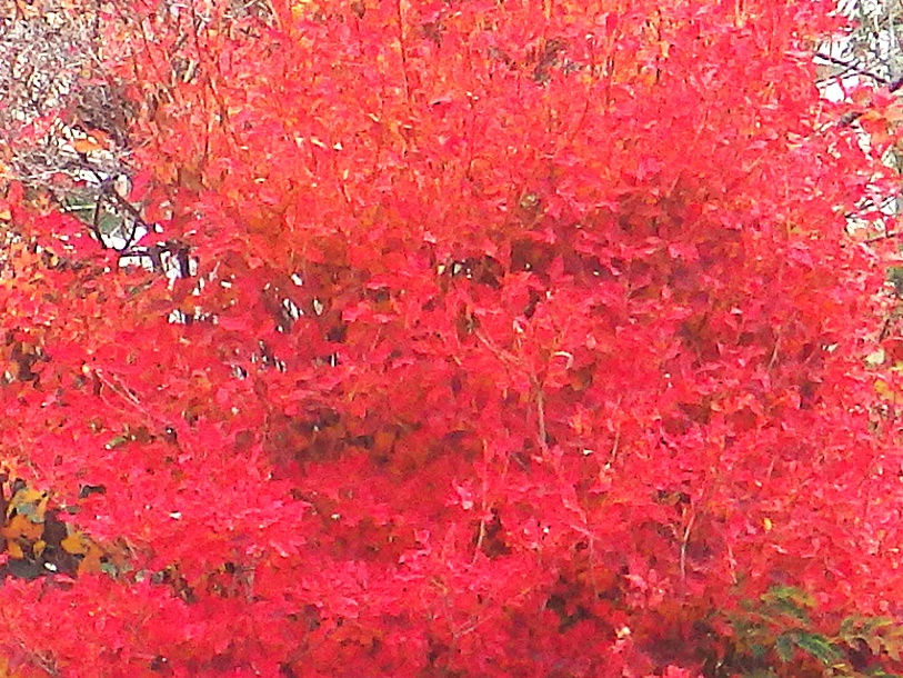 ドウダンツツジ